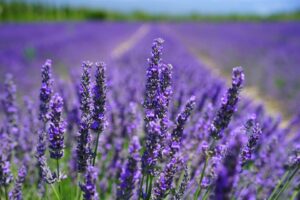 oli-essenziali-di-lavanda-uso-cosmetico-farmacia-inesi