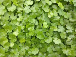 cure naturali - centella pianta erbacea perenne spontanea