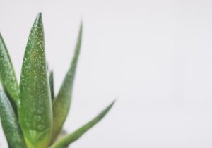 aloe vera cure naturali